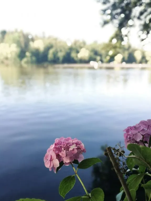 Cielo al atardecer con nubes doradas y rosadas sobre la silueta de árboles del camping