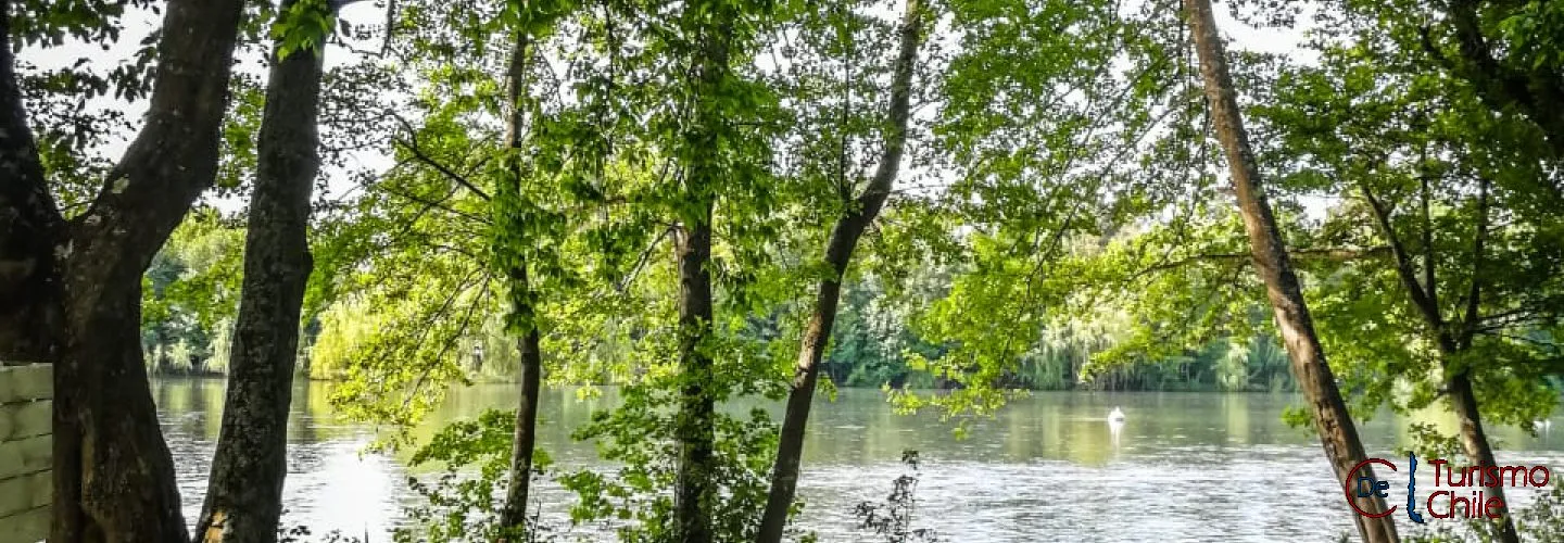 Vista del río Laja con mesa de picnic bajo los árboles, entorno natural frondoso